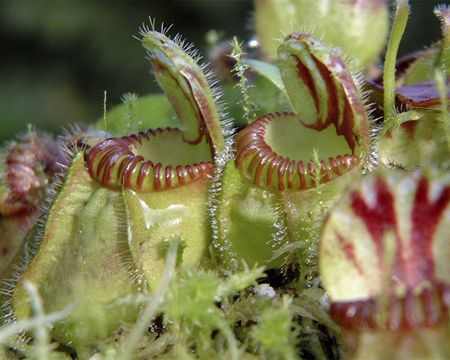 Cephalotus_follicularis_2