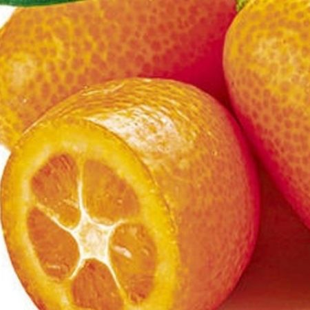 Fructul de kumquat. Ce trebuie sa cunosti inainte sa-l incerci?