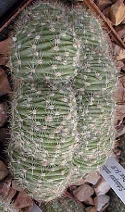 Echinopsis oxygona