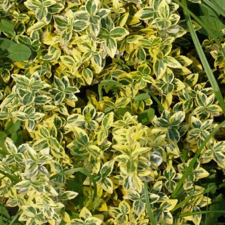 euonymus