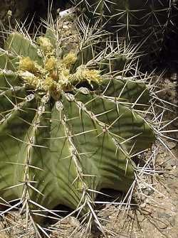 Ferocactus_schwarzii