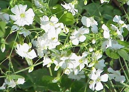 Floarea miresei  - Gypsophila 1