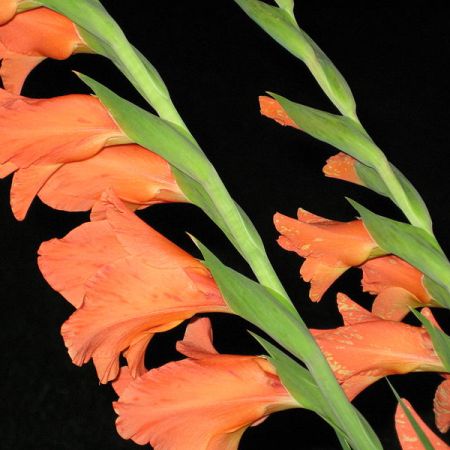 Ghid practic pentru plantarea gladiolelor 