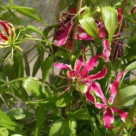 gloriosa superba