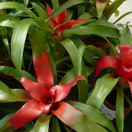 Guzmania