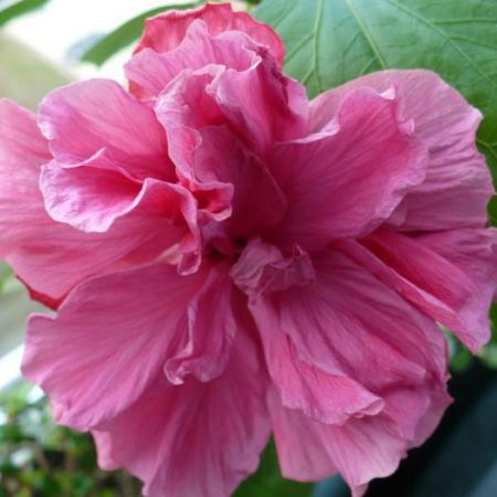 Hibiscus