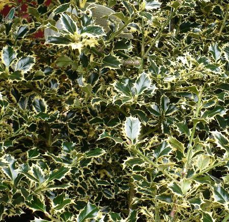 Ilex - arbust decorativ vara si iarna