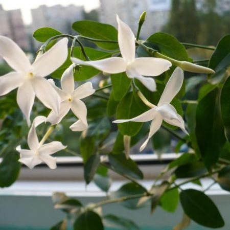 Jasminum polyanthum