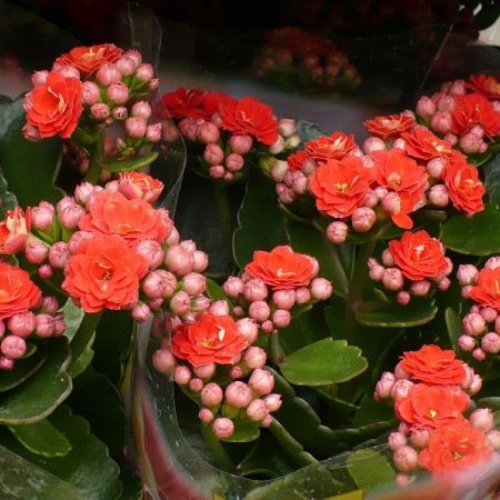 Kalanchoe