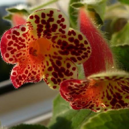 kohleria