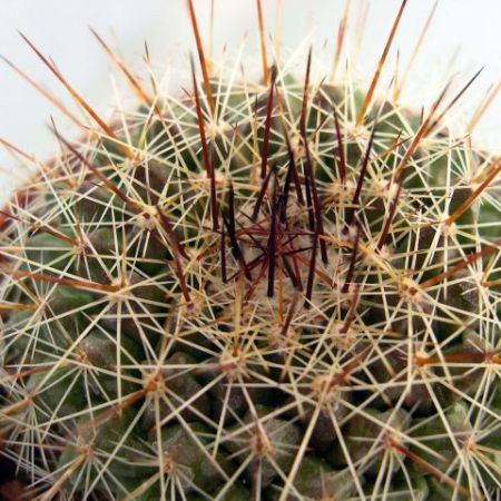 Mammillaria melanocentra ssp. rubrograndis