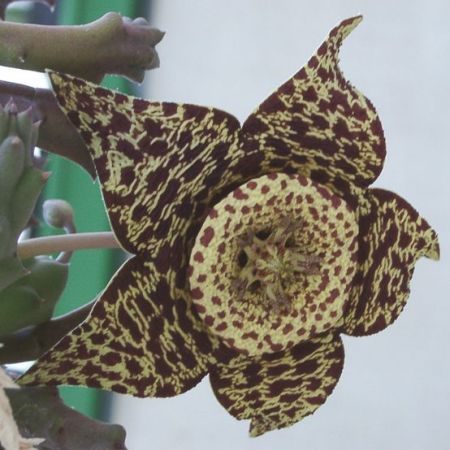 Orbea variegata (Stapelia variegata L.)