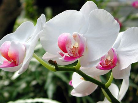 Ce trebuie sa stim despre ingrijirea orhideelor?