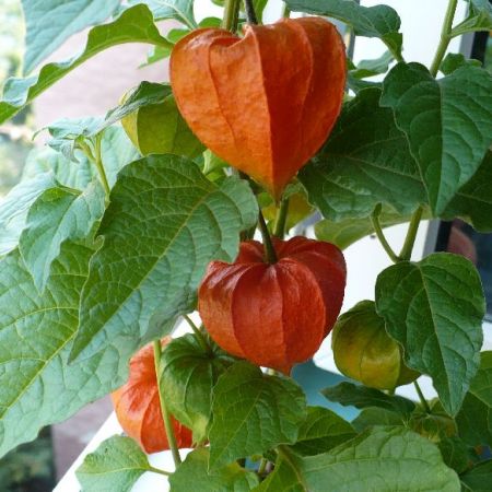 physalis