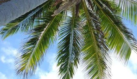 Primii copaci de pe Pamant semanau cu palmierii 2