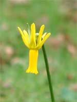 Narcissus cyclamenus