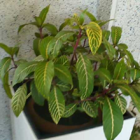 Sanchezia speciosa - o planta cu frunzis elegant