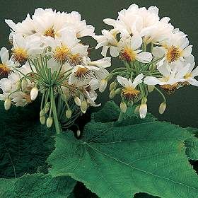 Sparmannia africana 