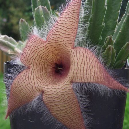 plante ciudate - Stapelia