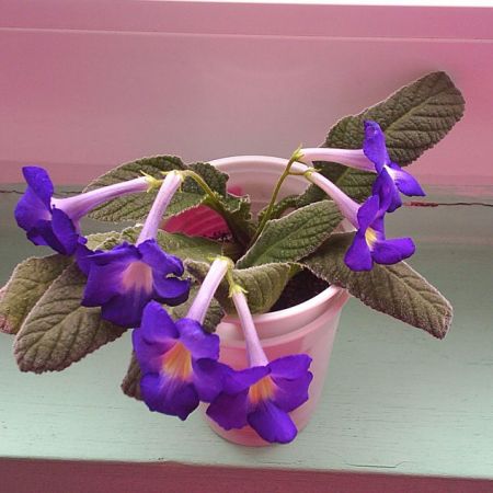 streptocarpus