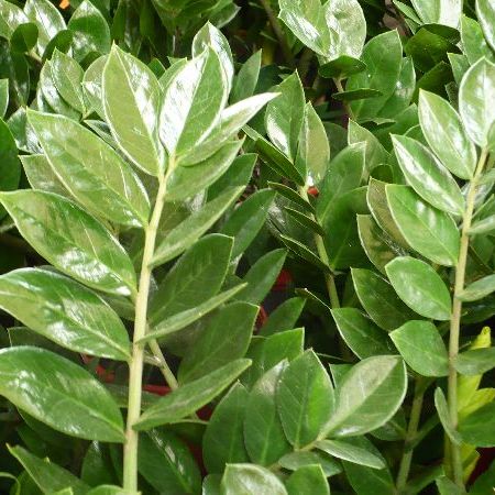 zamioculcas