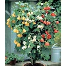 abutilon