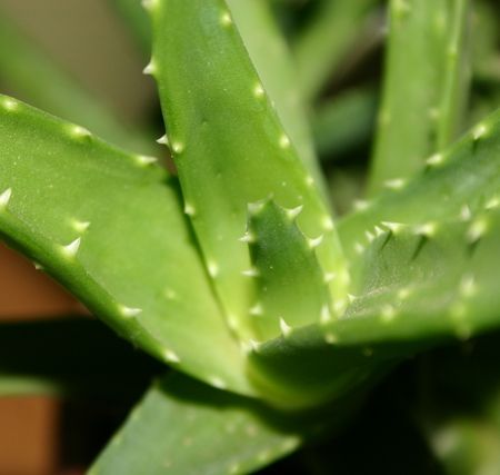 aloe vera - tratamente naturiste cu aloe, echinacea, usturoi si cimifuga