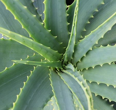 aloe vera