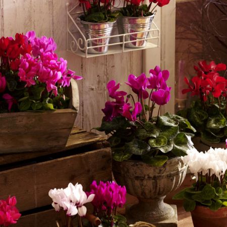 Florile de Cyclamen - decoratiuni delicate pentru gradina