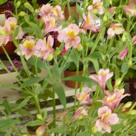 Alstroemeria - eleganta crinilor si delicatetea orhideelor