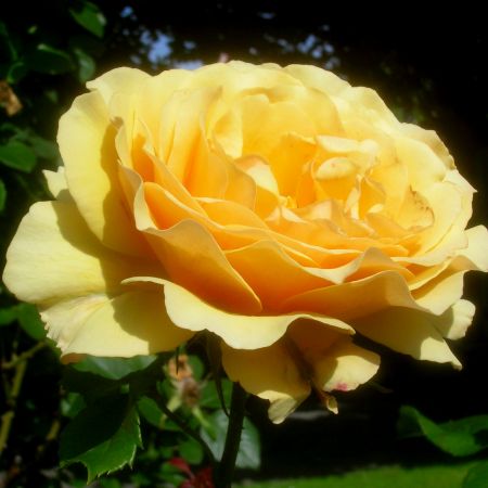 Trandafirul floribunda Amber Queen 