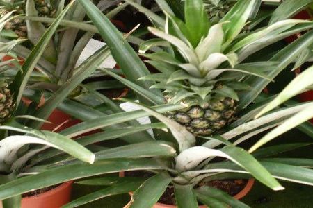 Ananas comosus - decor exotic in ghiveci