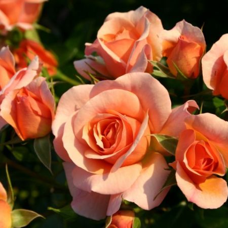 Aprikola - trandafirii de culoarea piersicilor 