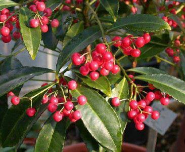 ardisia