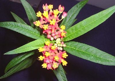 asclepias tuberosa