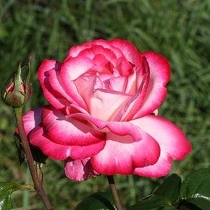 Atlas, trandafirul teahibrid cu un colorit delicat 