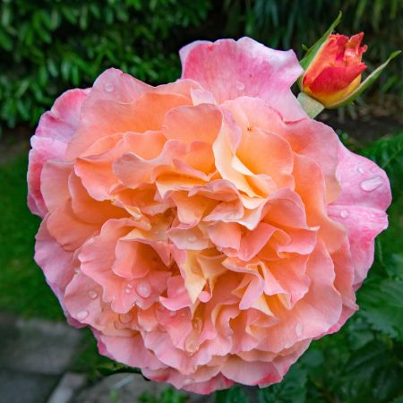 Trandafirul Augusta Luise, frumusete eleganta si parfum dulce