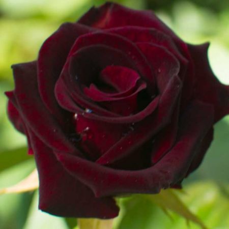 Trandafirii Black Baccara 