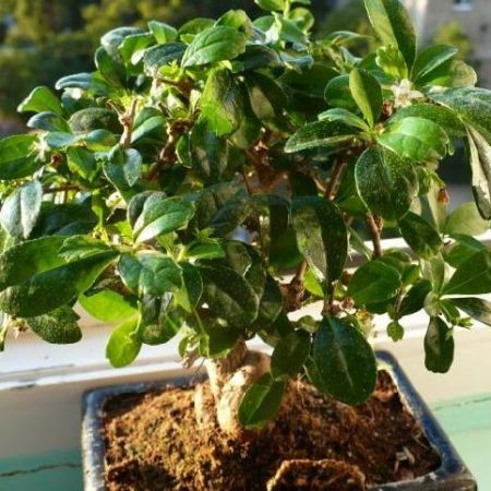 bonsai ficus Carmona