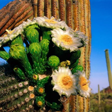 Cactusii - maestrii adaptarii