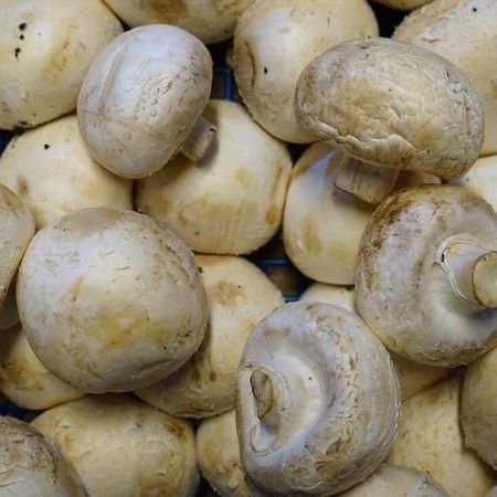 Cinci motive pentru care este bine sa mancam mai des ciuperci