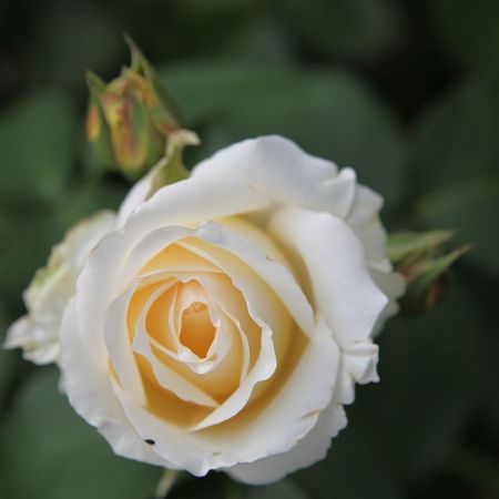 Trandafir teahibrid Frederic Chopin 
