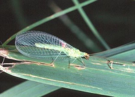 chrysopa (insecte benefice pentru gradina)