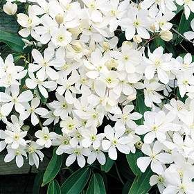 clematis armandii