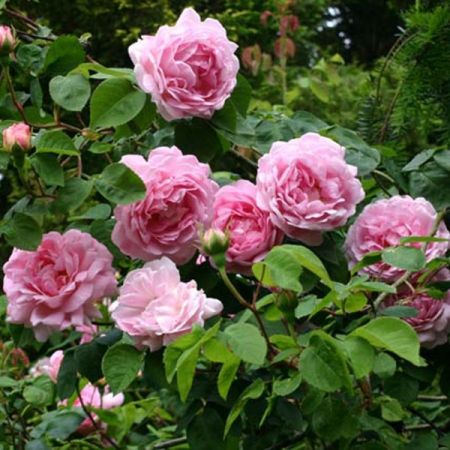 Trandafirii Pink Large 