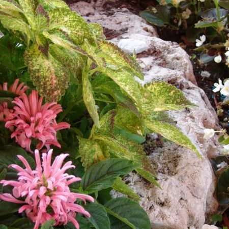 coleus si begonie alba in gradina