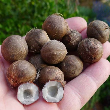 Coquito - nucile de cocos miniaturiale