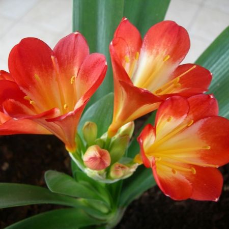 crini Clivia