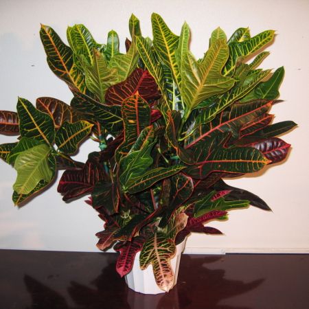 croton