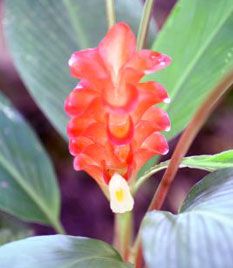 curcuma